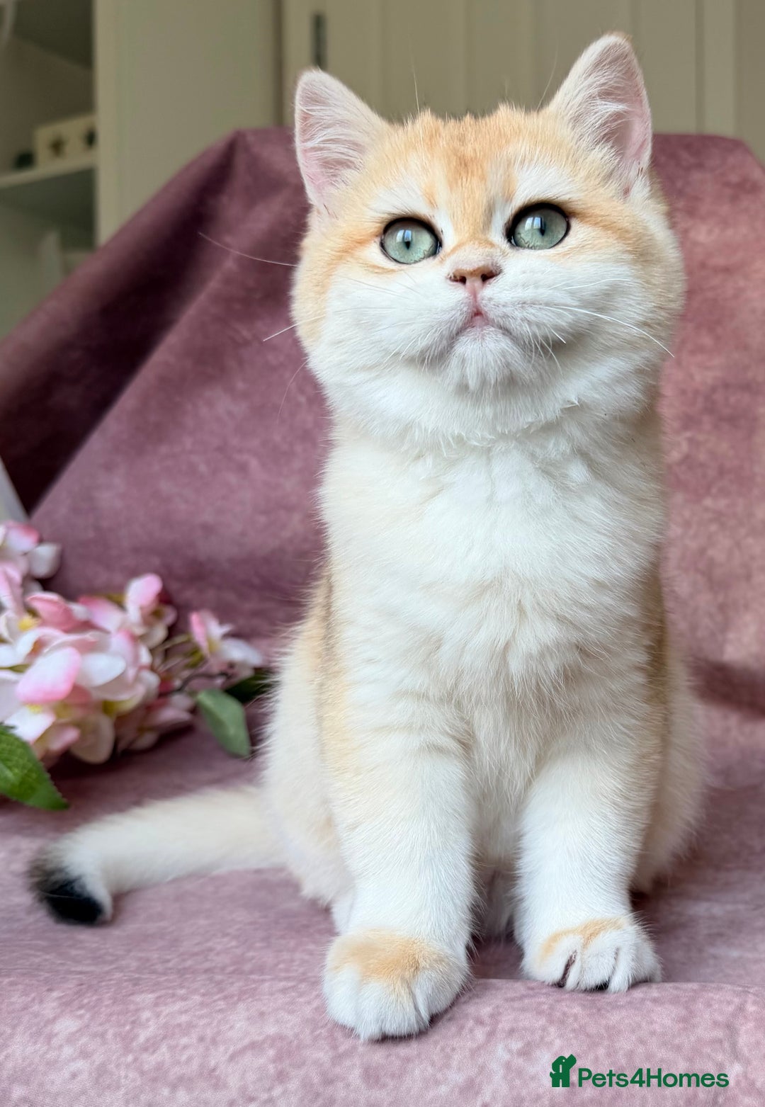 British Shorthair cats for sale: Gorgeous BSH Golden Chinchilla ny12 - Advert 11