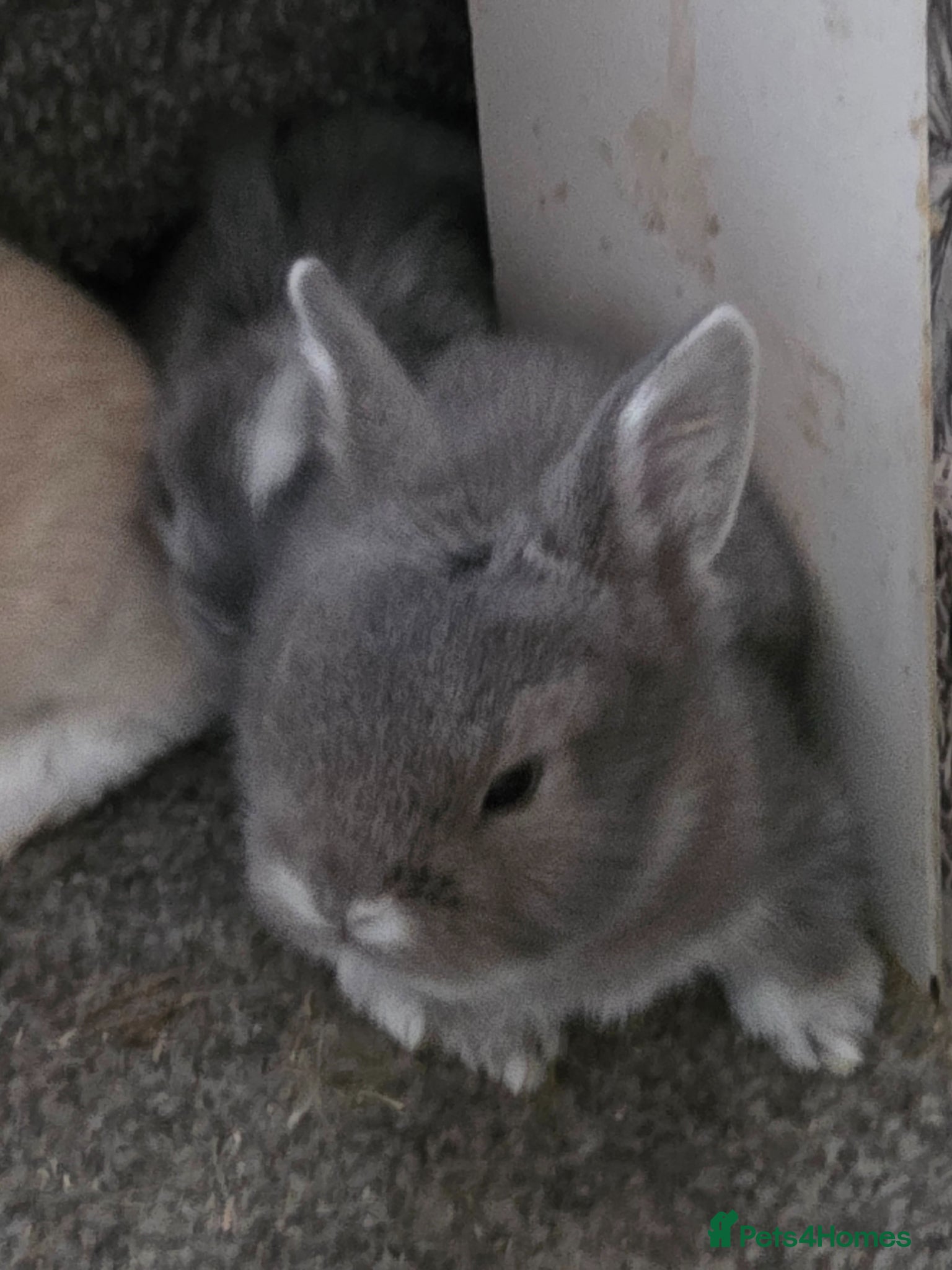 Mini Lion Lop rabbits 6 mini lion head lop eared rabbits. Boys and girls - Advert 7