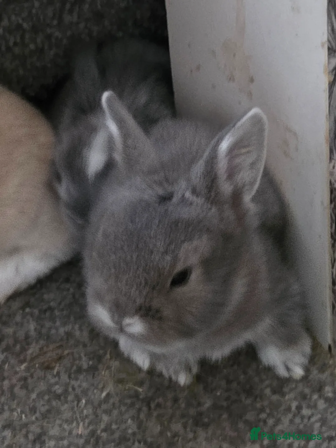 Mini Lion Lop rabbits for sale: 6 mini lion head lop eared rabbits. Boys and girls in Beaworthy - Advert 1