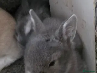Mini Lion Lop rabbits 6 mini lion head lop eared rabbits. Boys and girls - Advert 7