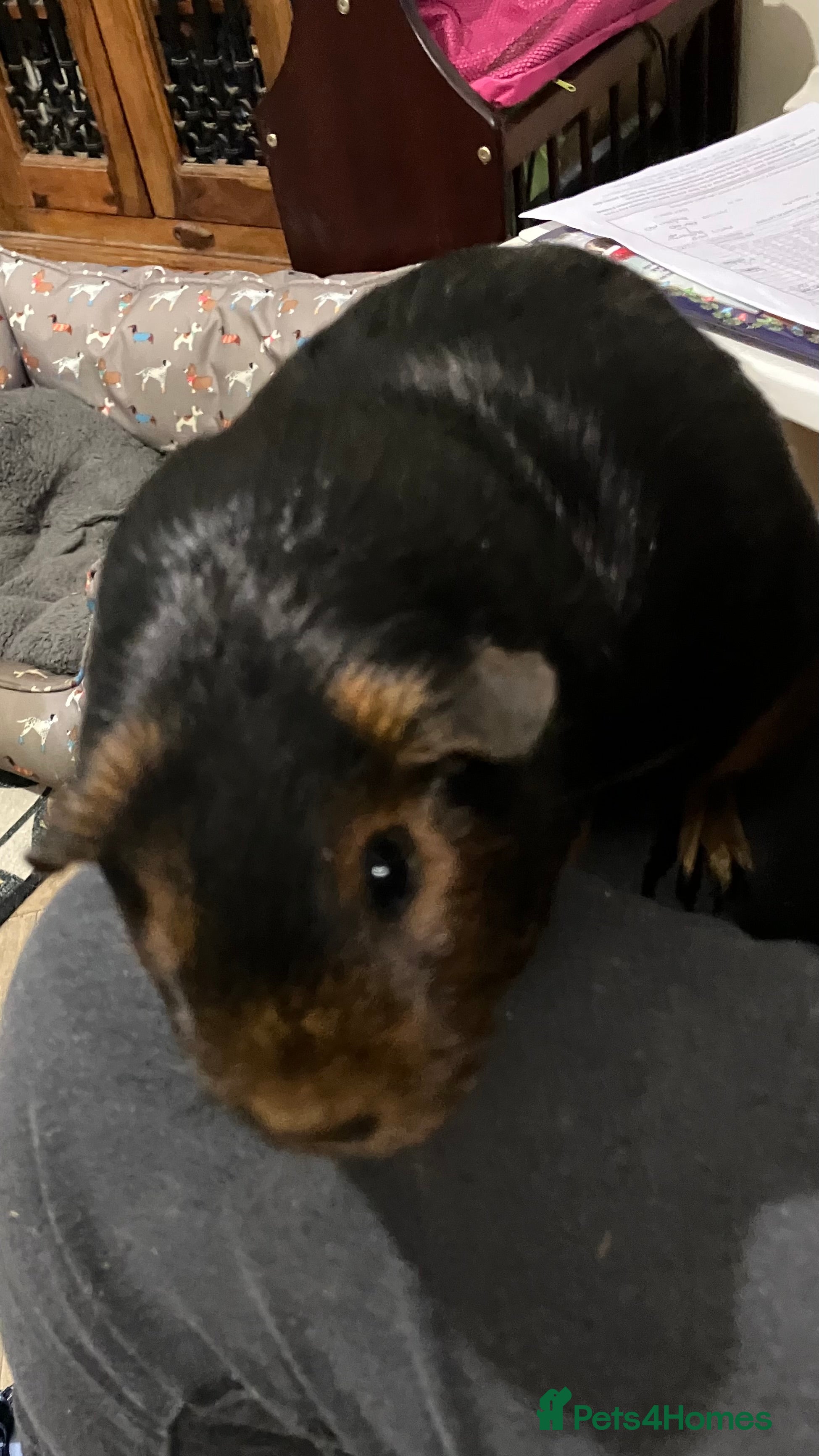 Guinea Pig rodents Purebred Black Tan guinea pigs - Advert 1