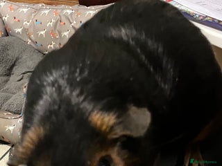 Guinea Pig rodents Purebred Black Tan guinea pigs - Advert 4