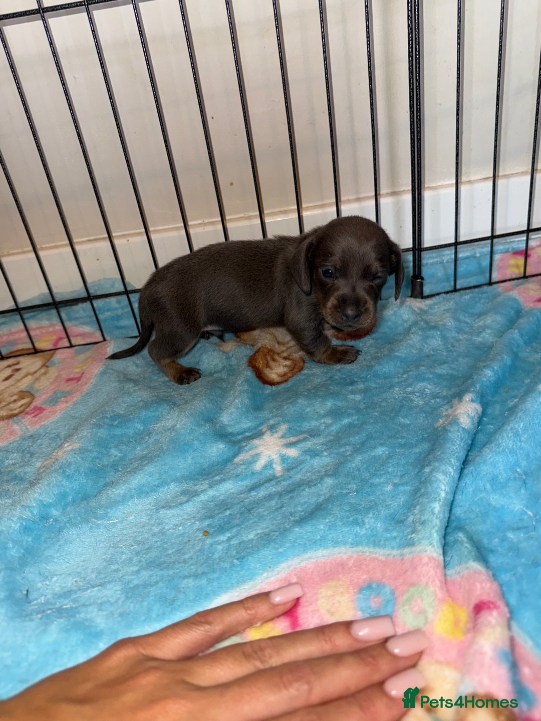 Dachshund dogs for sale: BEAUTIFUL DACHSHUND PUPPIES 🐾 - Image 9