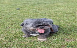 Shih Tzu dogs for sale: Loving cheeky Shihtzu for loving home ❤️ - Image 12
