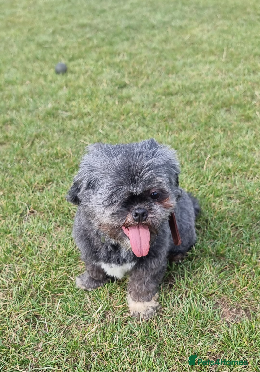 Shih Tzu dogs for sale: Loving cheeky Shihtzu for loving home ❤️ - Image 12