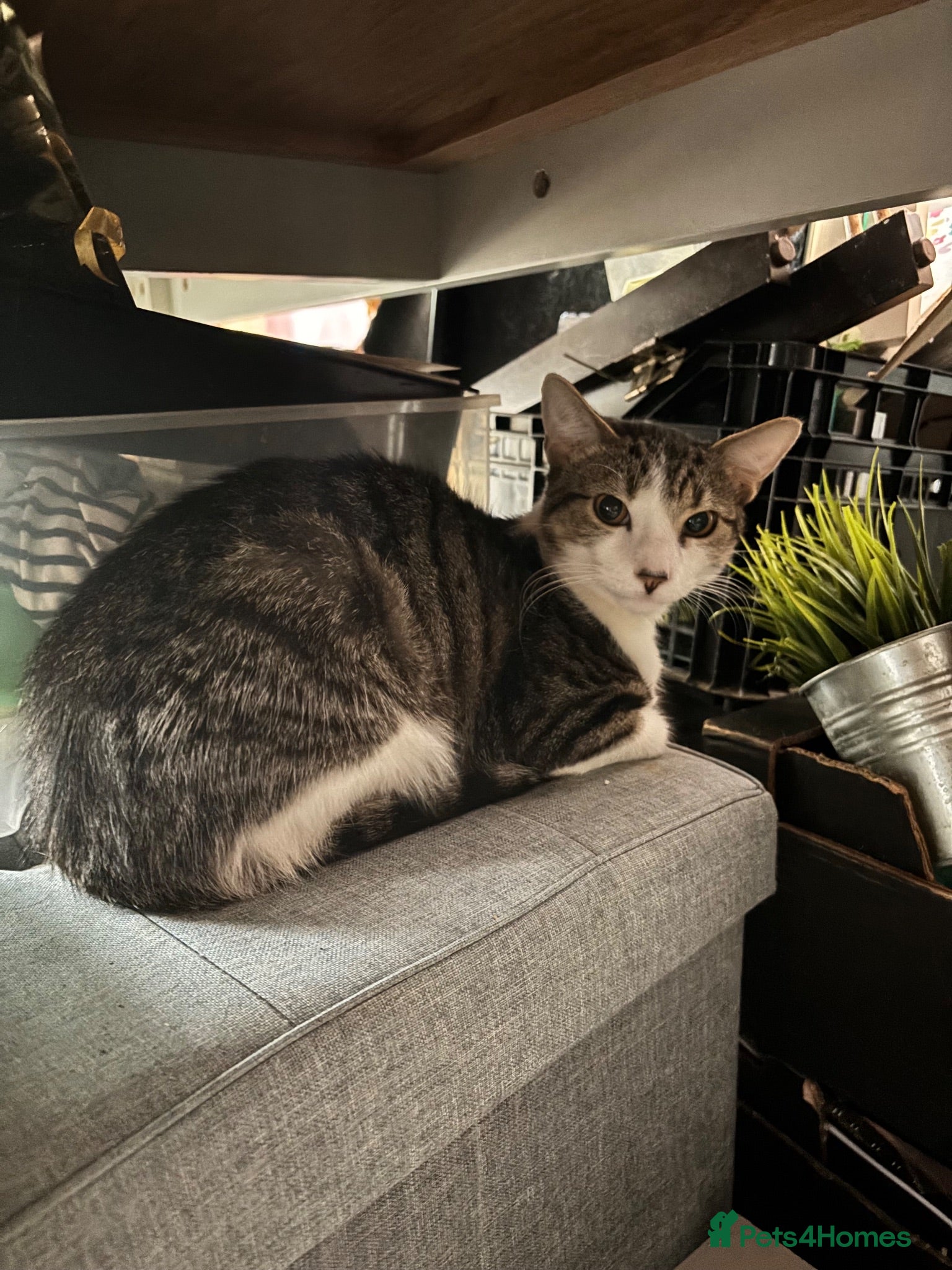 British Shorthair cats 1 year old tabby  - Advert 2
