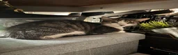 British Shorthair cats for sale: 1 year old tabby  - Advert 1