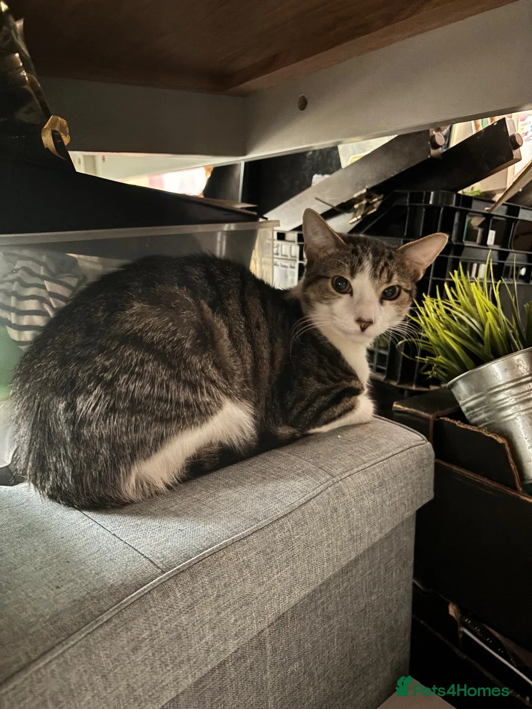 British Shorthair cats for sale: 1 year old tabby  - Advert 1