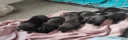 Mixed Breed dogs for sale: Gorgeous border collie cross goldador puppies  in Chippenham - Advert 30