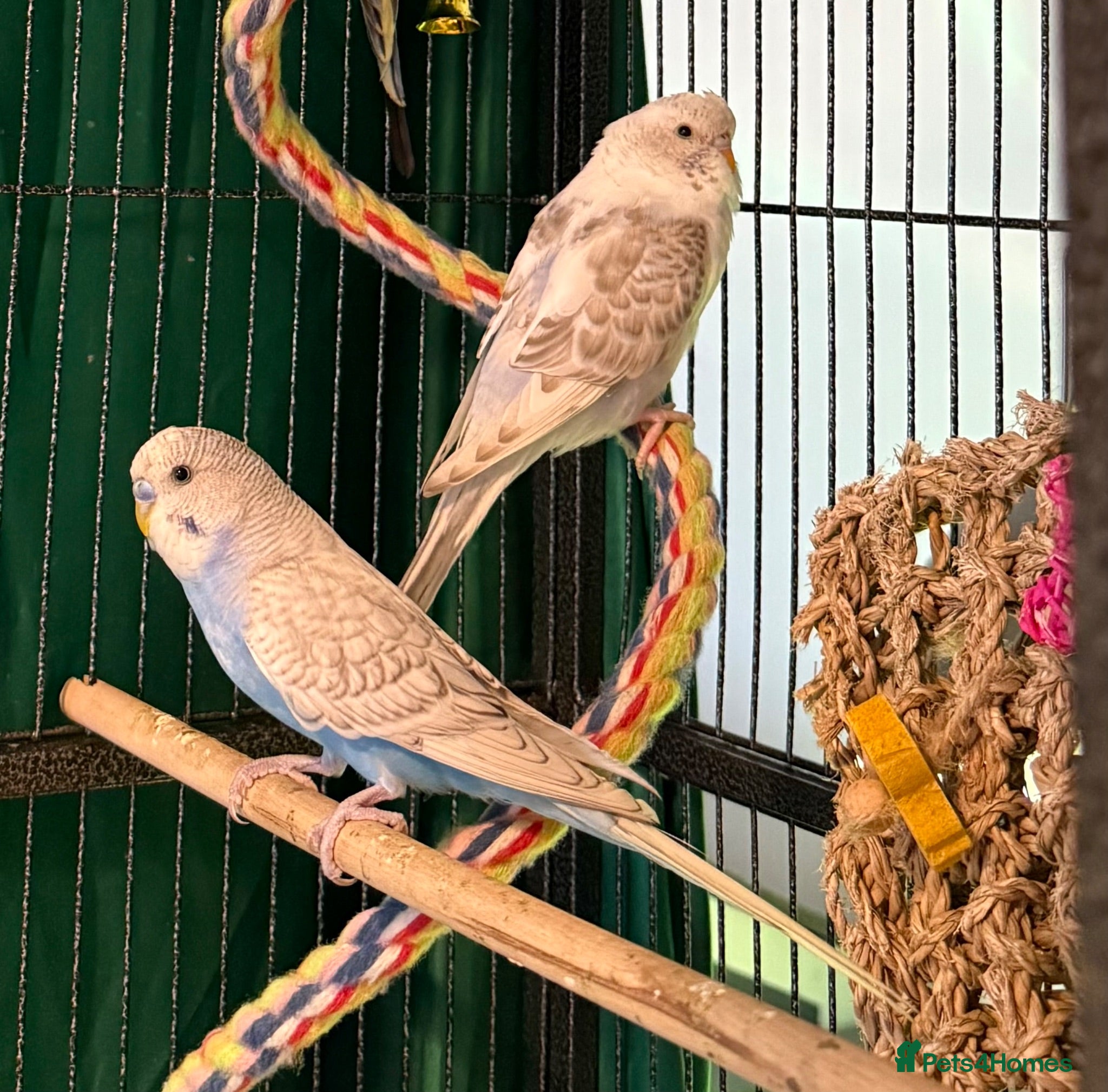 Budgerigars birds Budgies baby budgies available  Wa7  area   - Advert 1