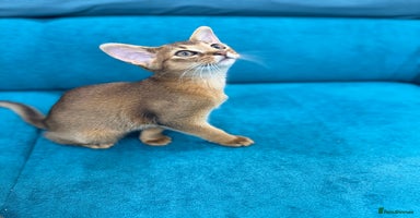 Abyssinian cats - Advert 2