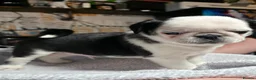 Pug dogs for sale: 5 Fluffy Panda/Black Pug Boys Await Loving Homes in Chester - Advert 37