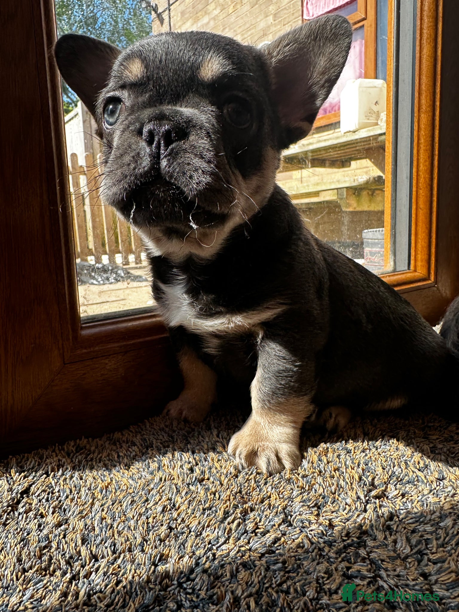 French Bulldog dogs Adorable little boy - Advert 5