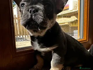 French Bulldog dogs Adorable little boy - Advert 2