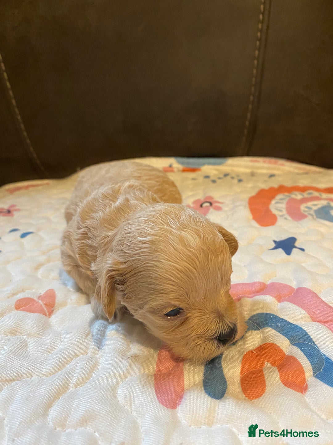 Maltipoo dogs for sale: Adorable Maltipoos Puppies  - Advert 5