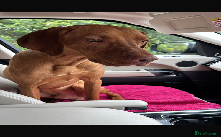 Hungarian Vizsla dogs - Advert 1