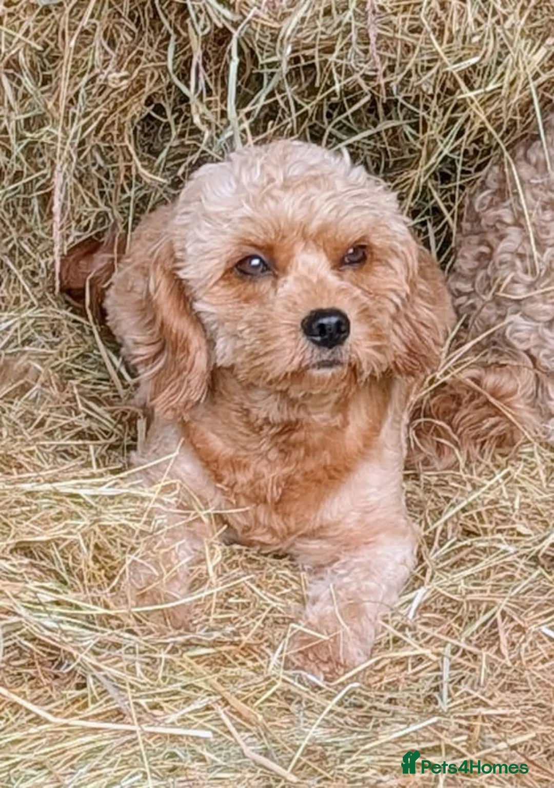 Cavapoo dogs for sale: ❤️ Ruby Red F1b Miniature Cavapoo Teddy Bear  ❤️  - Advert 39