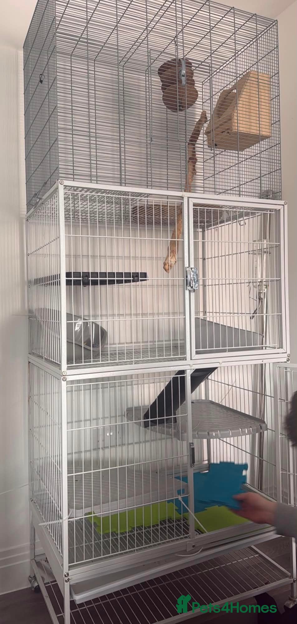 Chinchilla rodents X2 female chinchillas with FULL SET UP - Advert 12