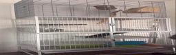 Chinchilla rodents for sale: X2 female chinchillas with FULL SET UP - Advert 1