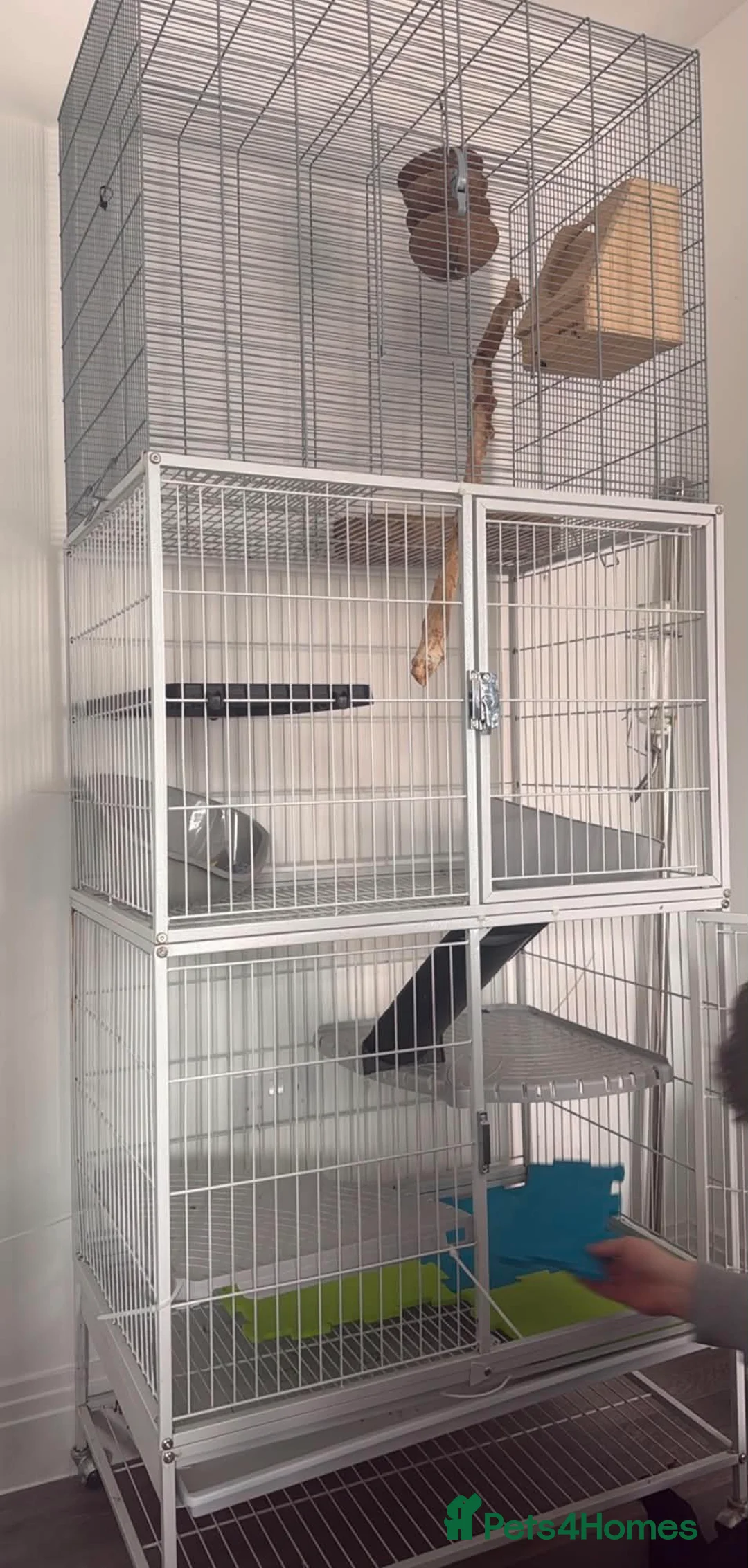 Chinchilla rodents for sale: X2 female chinchillas with FULL SET UP - Advert 1