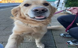 Golden Retriever dogs for stud: Golden retriever for stud  - Image 1