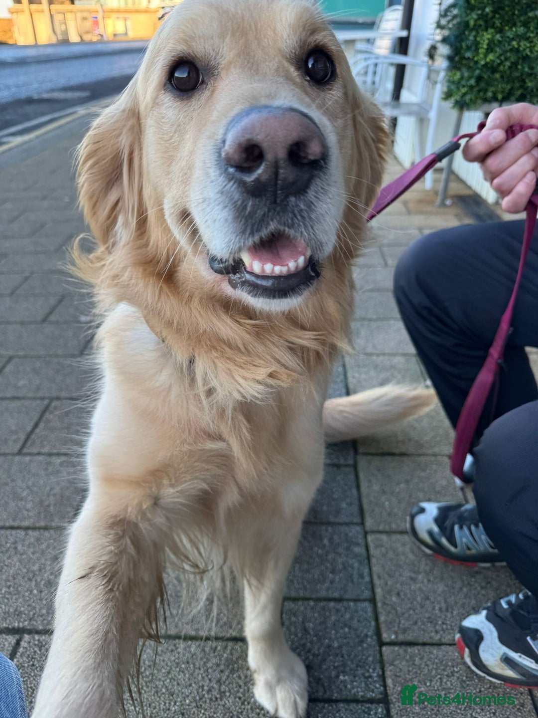 Golden Retriever dogs for stud: Golden retriever for stud  - Image 1