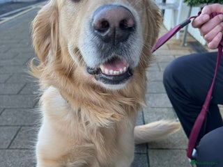 Golden Retriever dogs Golden retriever for stud - Advert 1