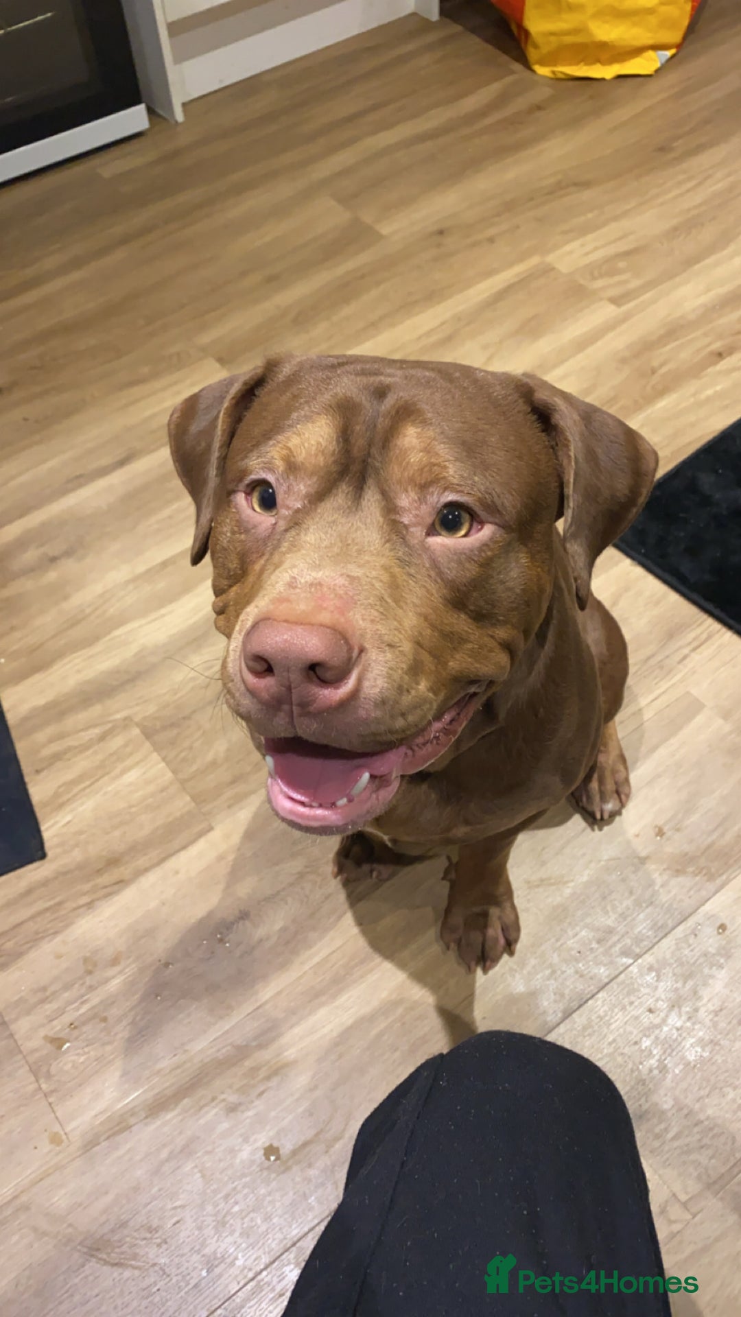 Mixed Breed dogs for stud: Hi my name is Bailey  - Image 3