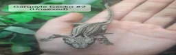 Gecko reptiles for sale:  Different Species of Geckos in Store - Advert 8