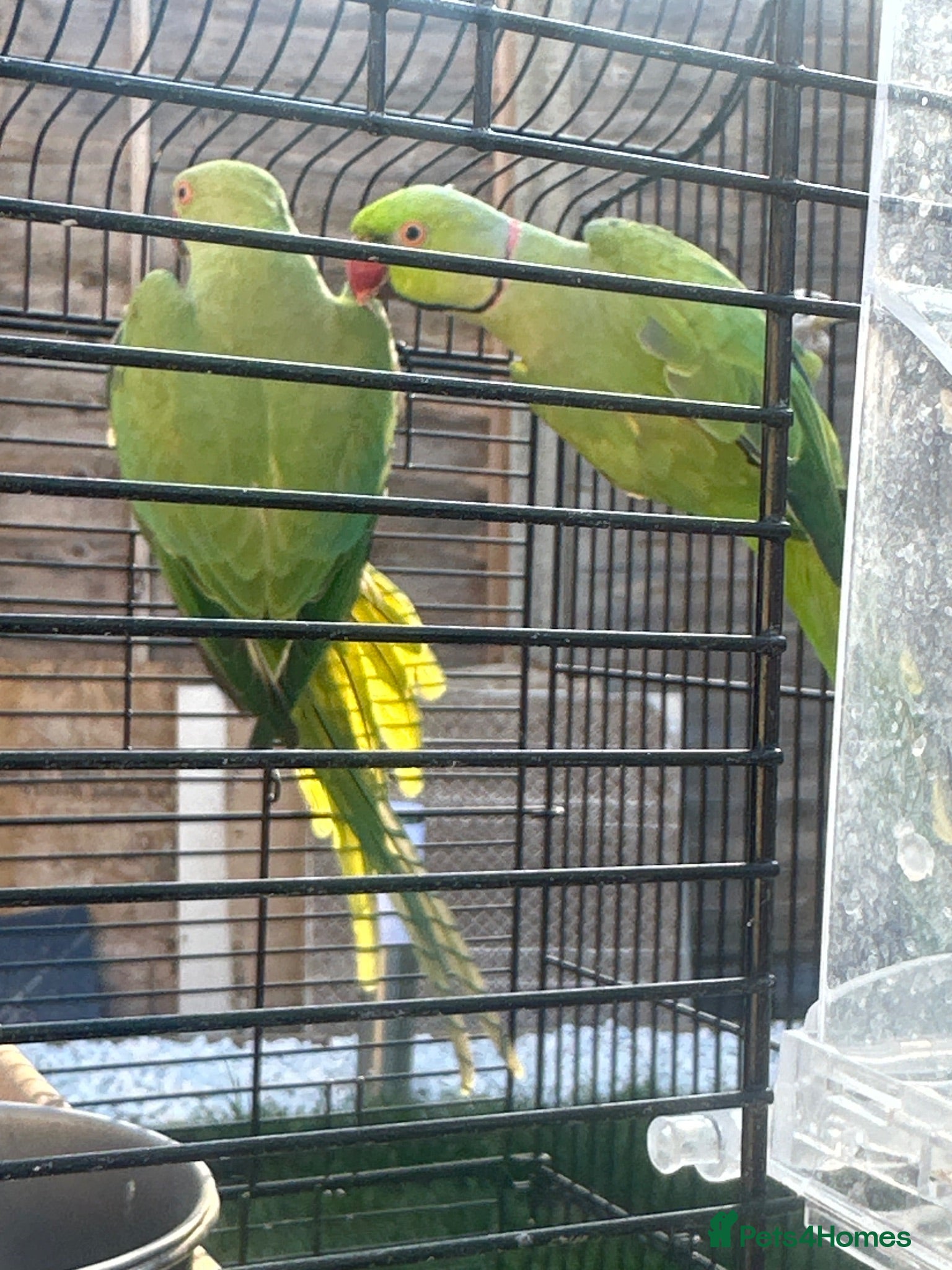 Ringnecks birds 2 Ringneck parrots 🦜  - Advert 1