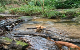 Labrador Retriever dogs for sale: My Boy Lenny - Labrador  - Image 6