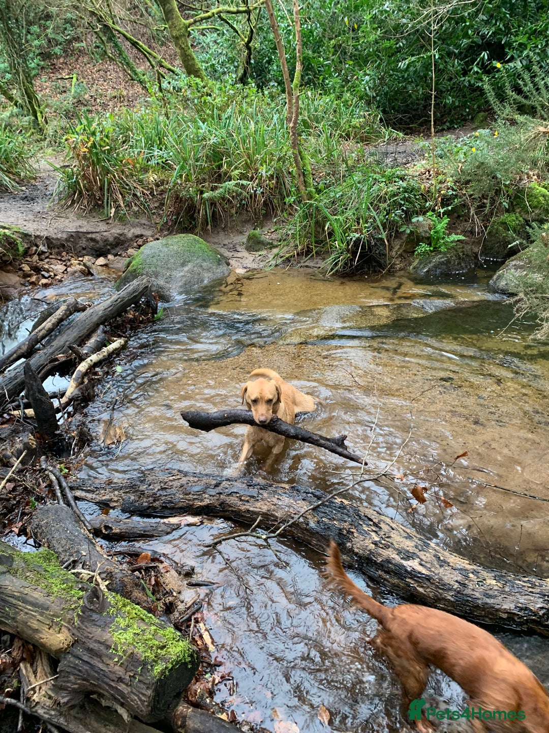 Labrador Retriever dogs for sale: My Boy Lenny - Labrador  - Image 6