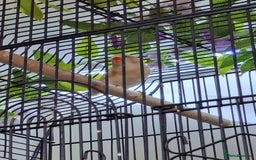 Finches birds for sale: Orange zebra hen  - Advert 3