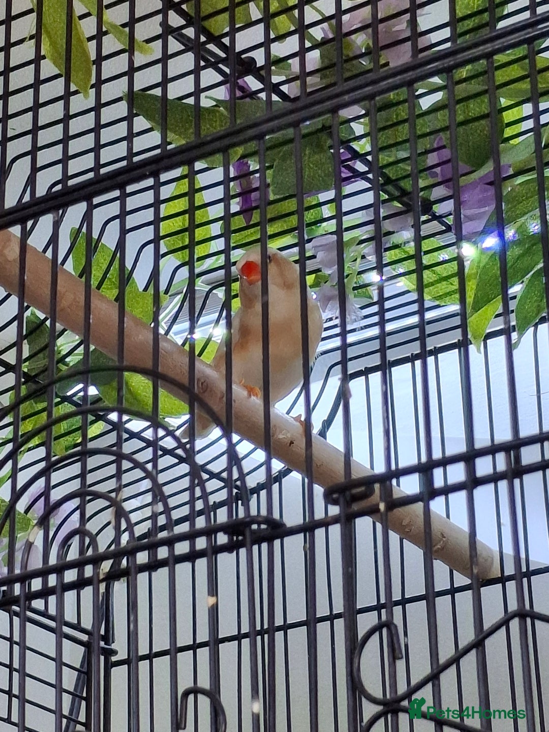 Finches birds for sale: Orange zebra hen  - Advert 3