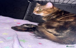 Mixed Breed cats for sale: 1 female tabby & 1 female calico  - Image 12