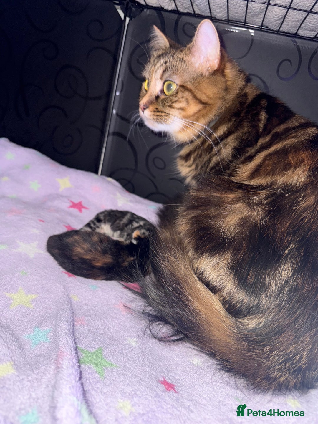 Mixed Breed cats for sale: 1 female tabby & 1 female calico  - Image 12