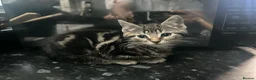 Mixed Breed cats for sale: Kittens  in Bradford - Advert 5