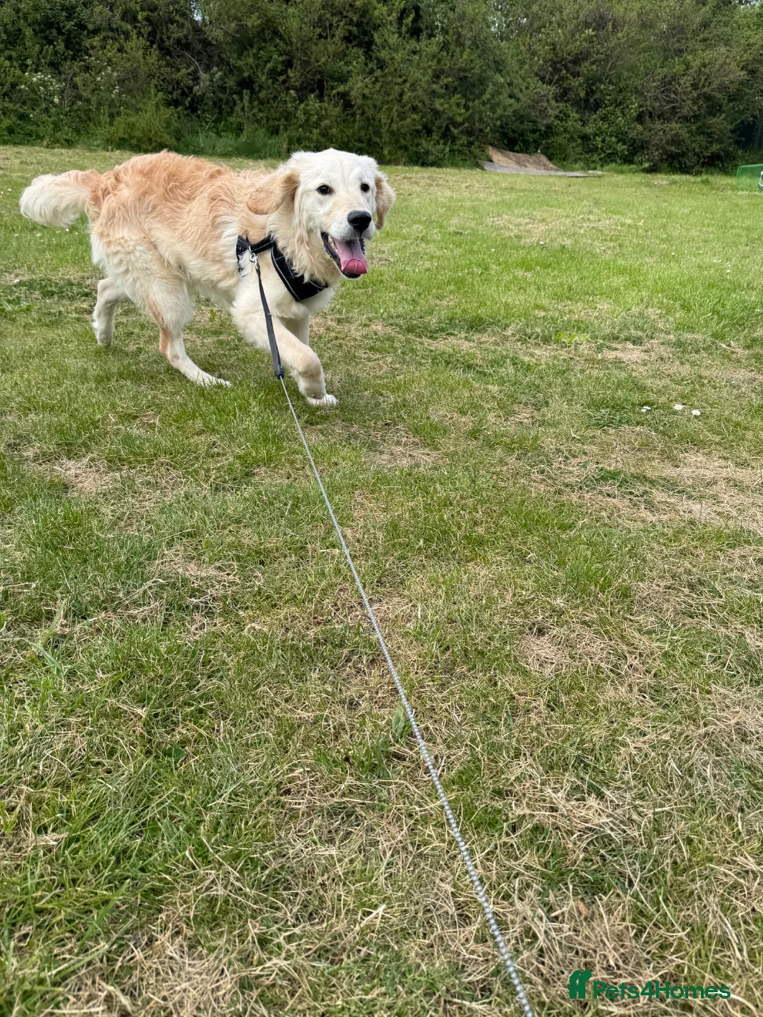 Goldendoodle dogs for sale: Beautiful Goldendoodle Boy ( Rocco )  - Advert 2
