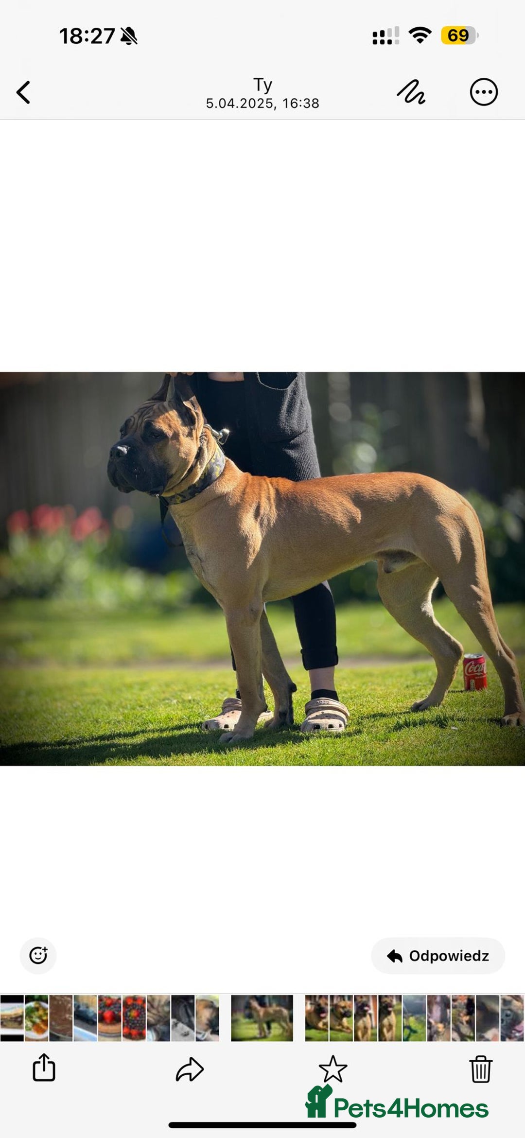 Cane Corso dogs for stud: STUD AVAILABLE  - Advert 2
