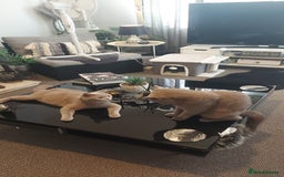 British Shorthair cats for sale: STUNNING 4 MALES BSH KITTENS 900£ - Image 7