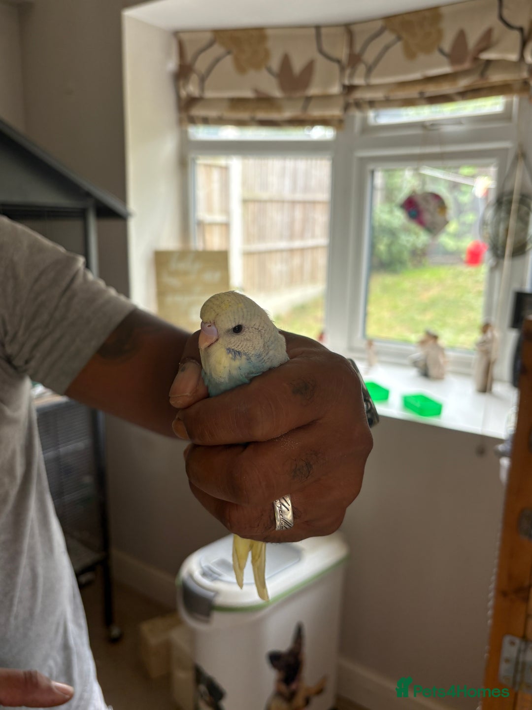 Budgerigars birds for sale: Male & Female budgies for sale - Image 4