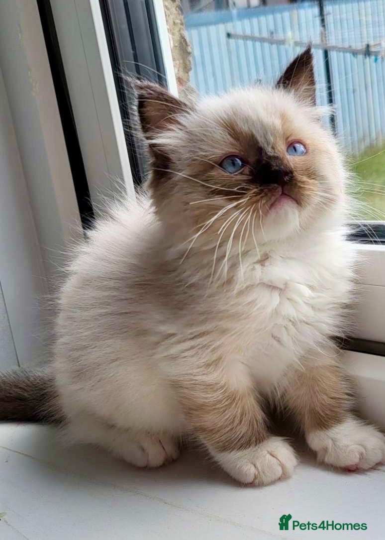 Ragdoll cats 4 full pedigree ragdoll kittens  - Advert 18