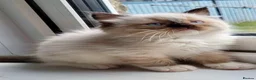 Ragdoll cats for sale: 4 full pedigree ragdoll kittens  - Advert 1