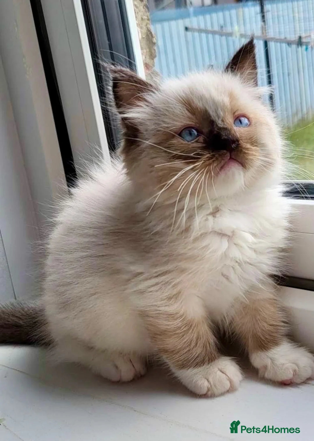 Ragdoll cats for sale: 4 full pedigree ragdoll kittens  - Advert 1