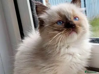 Ragdoll cats 4 full pedigree ragdoll kittens - Advert 18