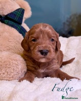 Australian Labradoodle dogs - Advert 2