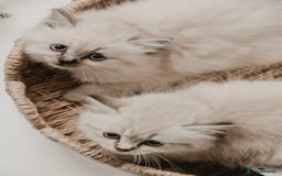 Siberian cats for sale: Gorgeous Kittens For Sale  - Image 6