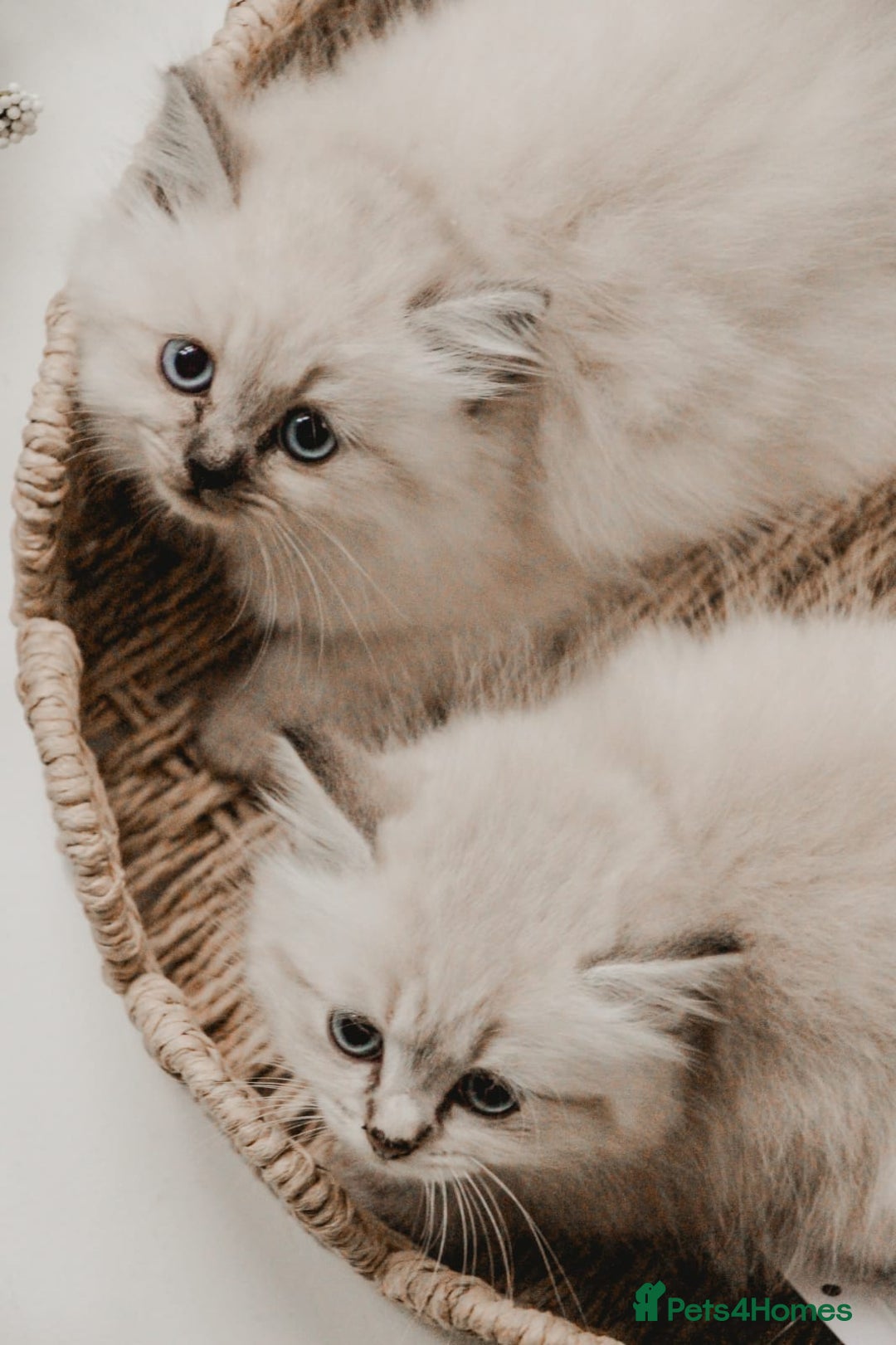 Siberian cats for sale: Gorgeous Kittens For Sale  - Image 6