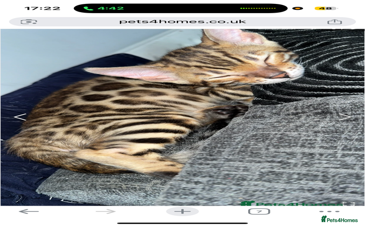 Bengal cats - Advert 9