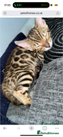 Bengal cats - Advert 11